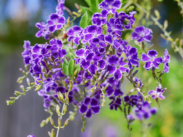 Дуранта прямостоячая