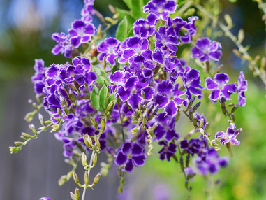 Дуранта прямостоячая