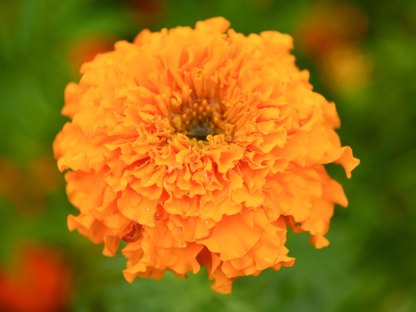 Бархатец прямостоячий