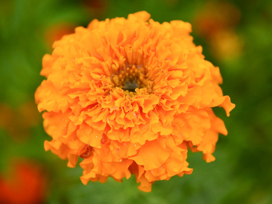 Бархатец прямостоячий