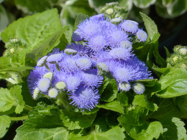 Агератум Гаустона