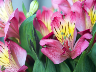 Альстромерия