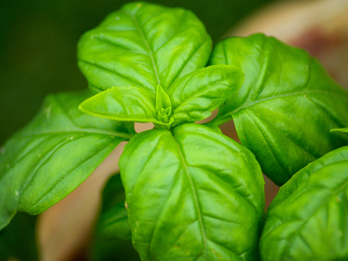 Базилик обыкновенный