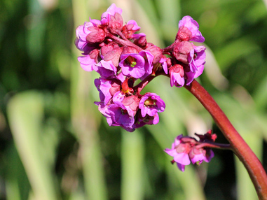 Бадан толстолистный