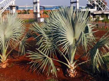 Бисмаркия благородная