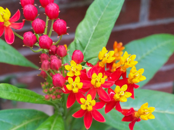 Асклепиас курассавский