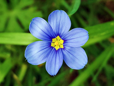 Голубоглазка