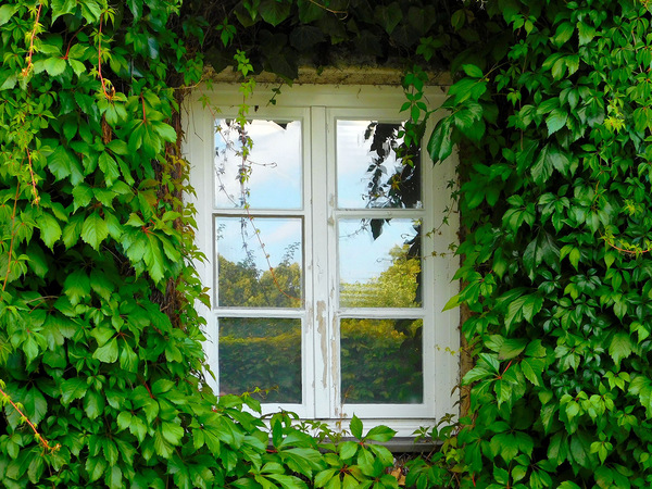 Девичий виноград