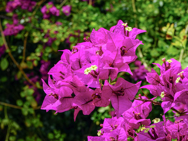 Бугенвиллея