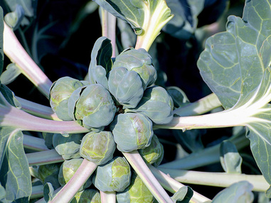 Брюссельская капуста