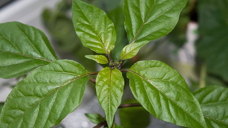 листва перца Explosive Ember начинает темнеть