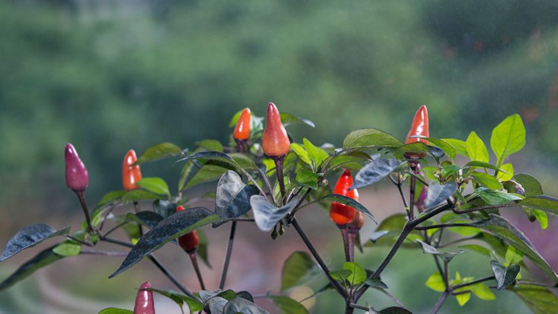 разноцветные стручки на перце Explosive Ember