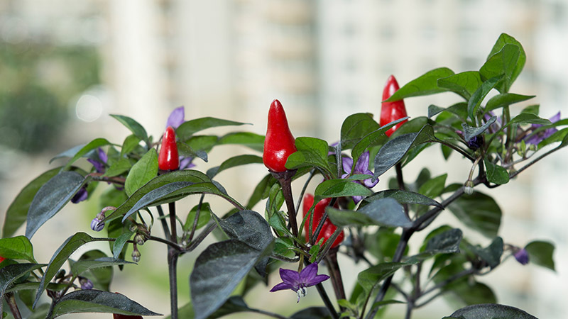 спелые стручки на перце Explosive Ember