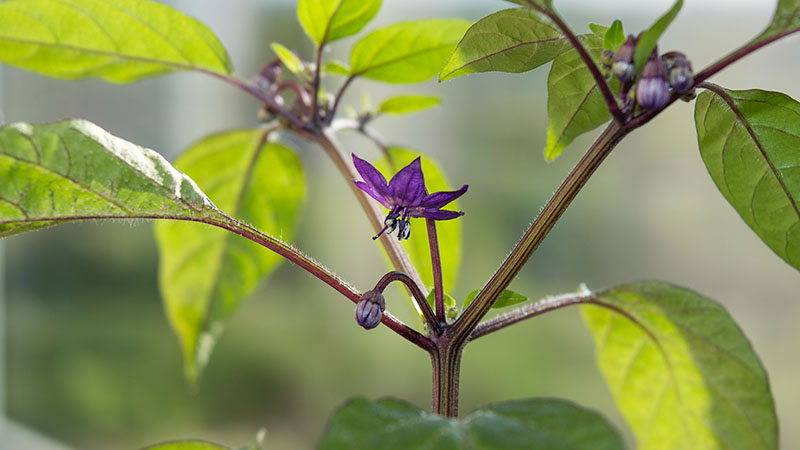 цветок острого перца Explosive Ember