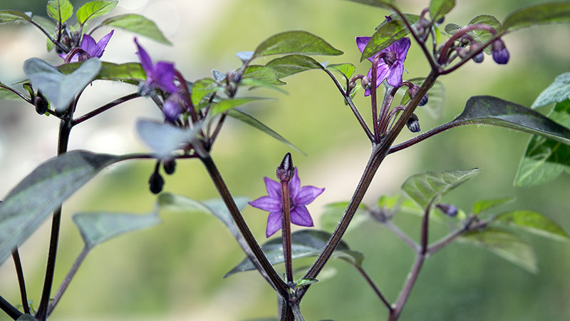 первые завязи на перце Explosive Ember