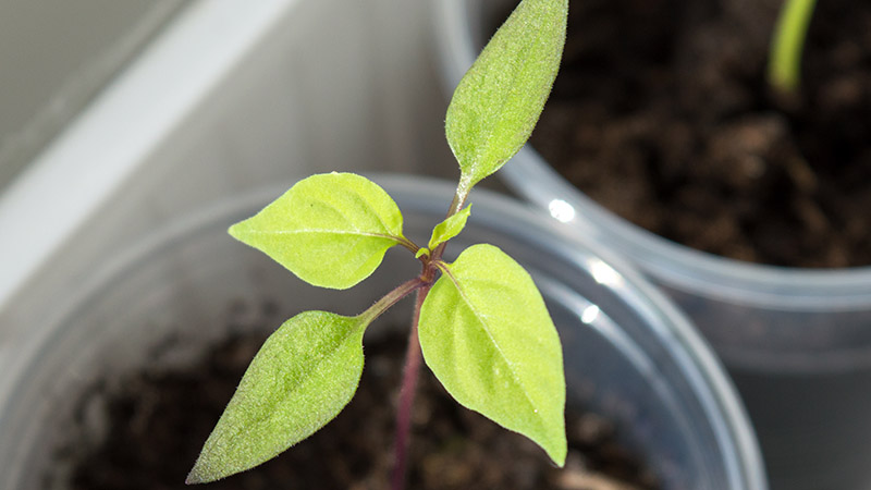 сеянец острого перца Explosive Ember