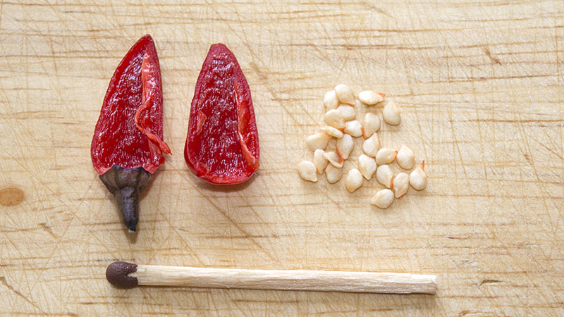 стручок перца Explosive Ember в разрезе