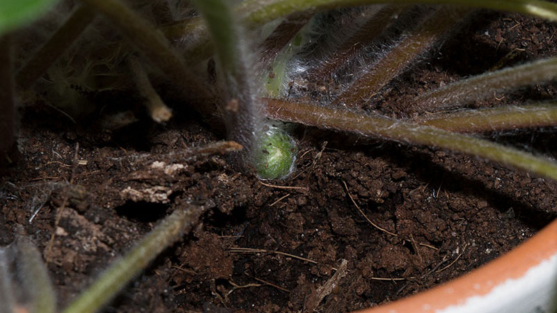 как заметить бутон герберы