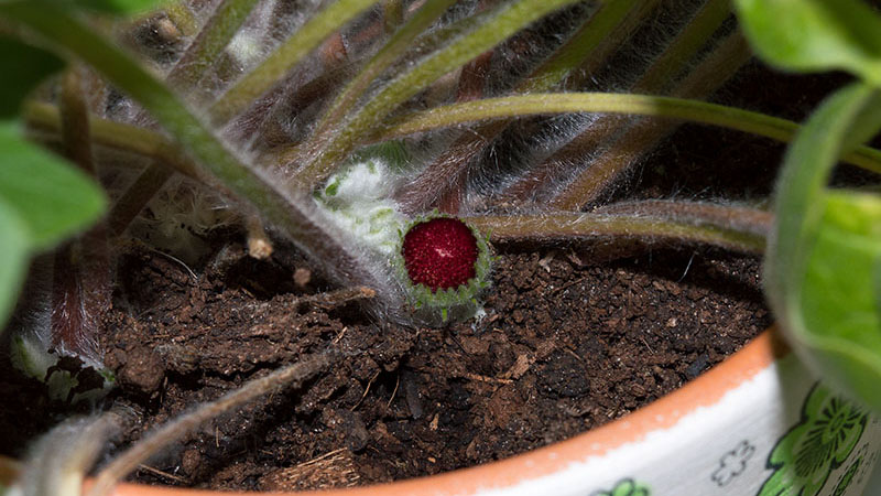 развитие бутона герберы