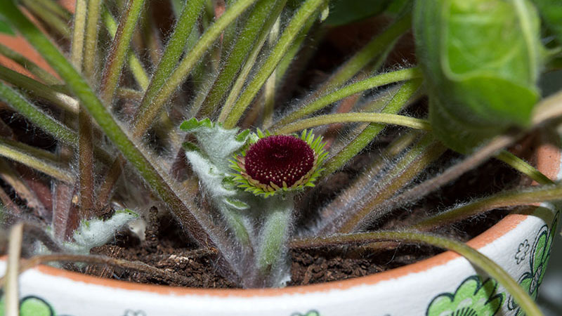 появление лепестков на бутоне герберы