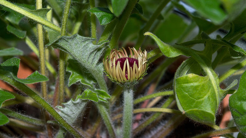 развитие бутона герберы