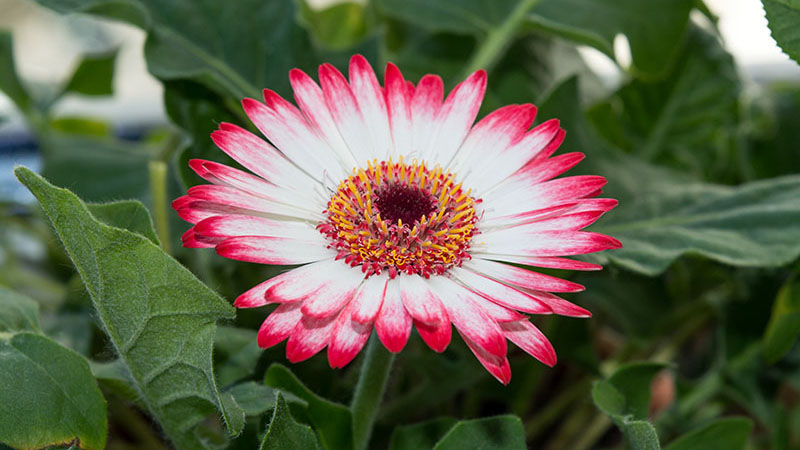 цветок герберы