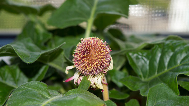 увядший цветок герберы