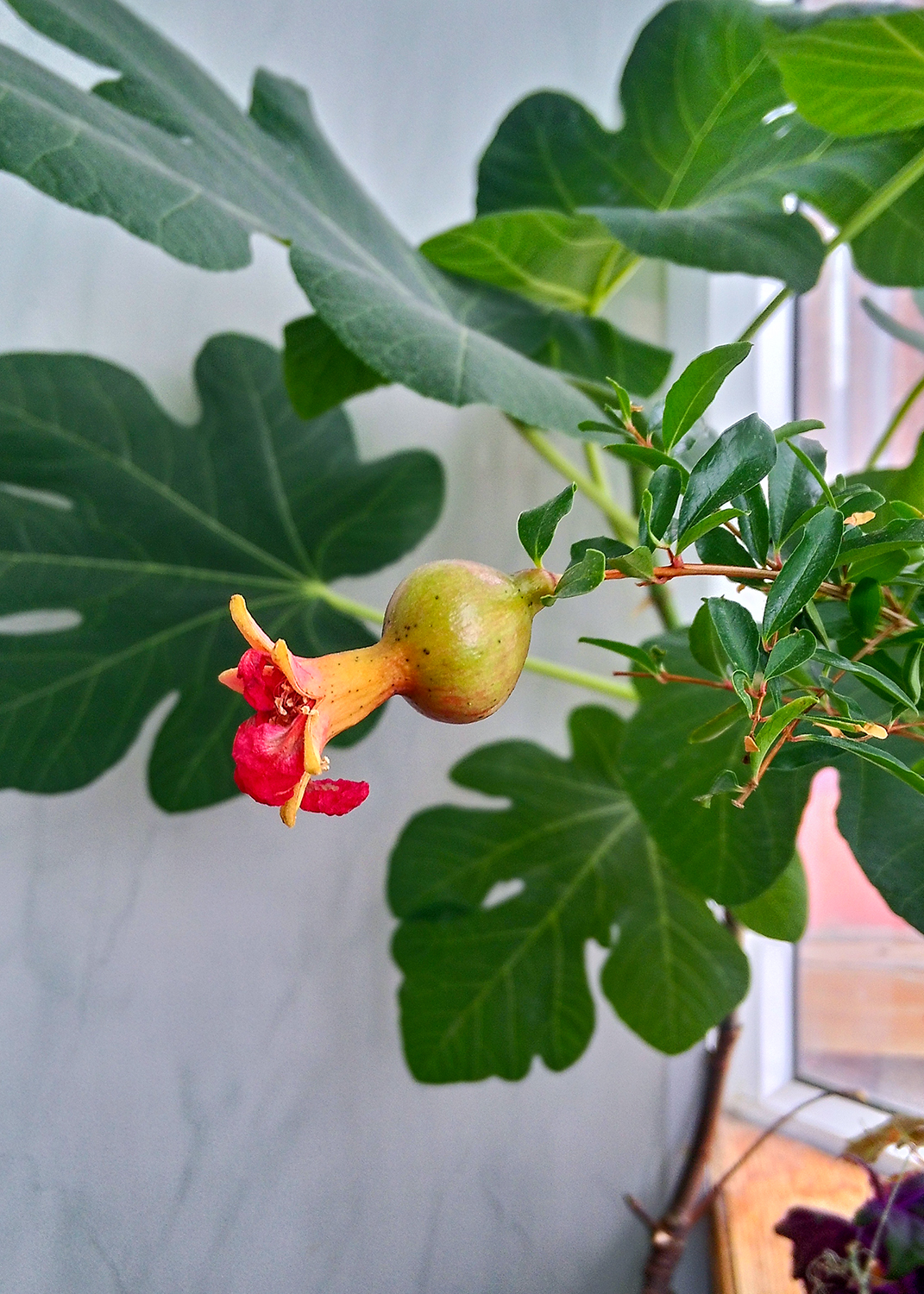 как ухаживать за комнатным гранатом